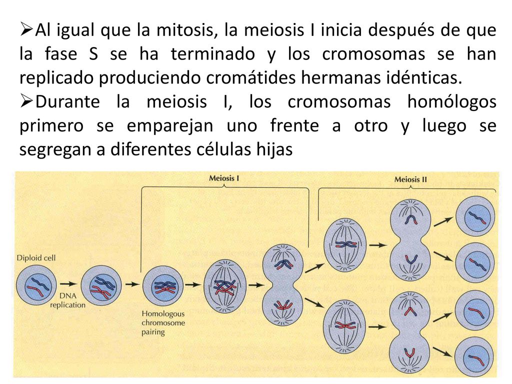 Al igual que la mitosis, la meiosis I inicia después de que la fase S se ha terminado y los cromosomas se han replicado produciendo cromátides hermanas idénticas.