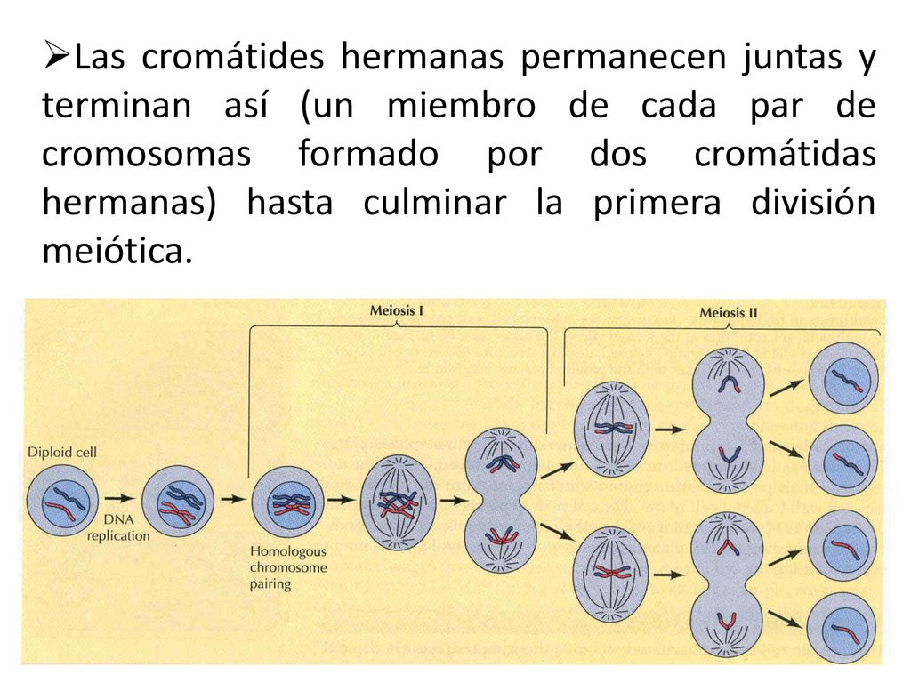 Las cromátides hermanas permanecen juntas y terminan así (un miembro de cada par de cromosomas formado por dos cromátidas hermanas) hasta culminar la primera división meiótica.