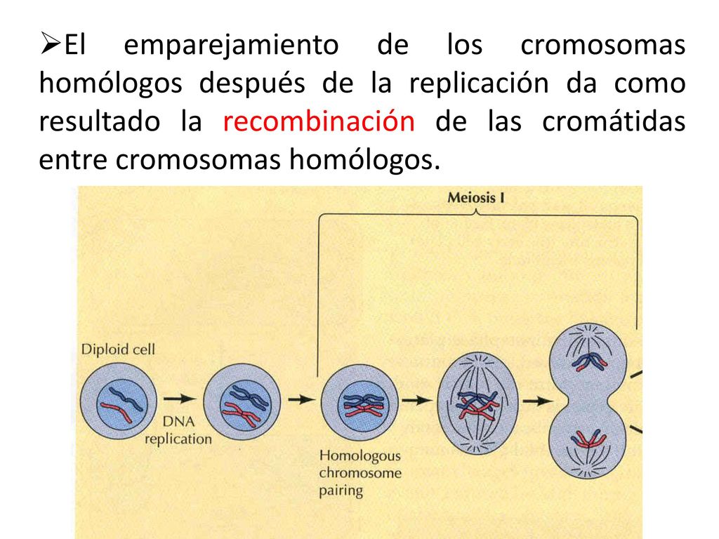 El emparejamiento de los cromosomas homólogos después de la replicación da como resultado la recombinación de las cromátidas entre cromosomas homólogos.