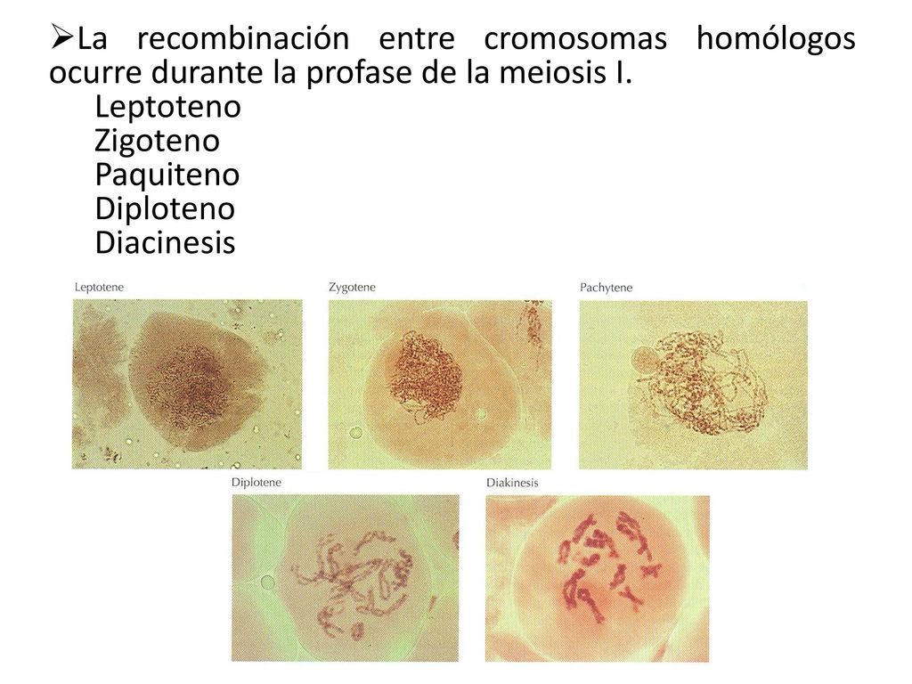 La recombinación entre cromosomas homólogos ocurre durante la profase de la meiosis I.