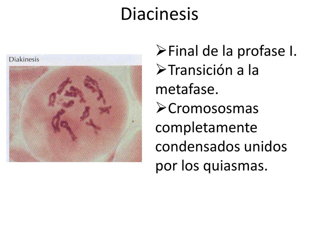 Diacinesis Final de la profase I. Transición a la metafase.