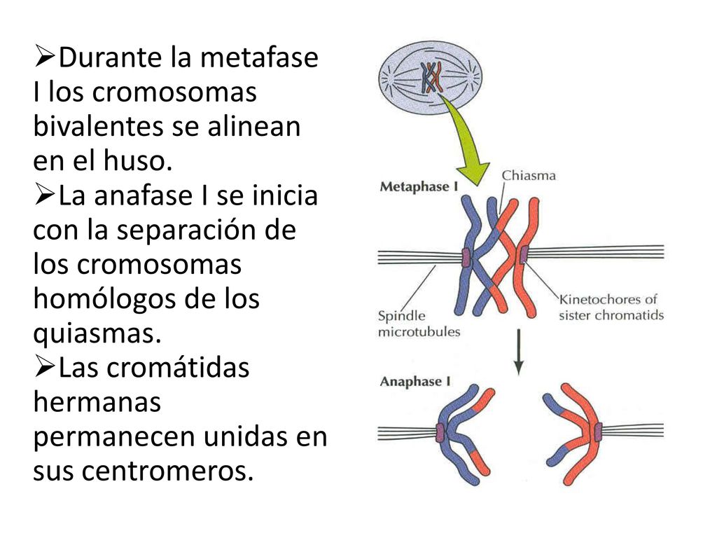 Durante la metafase I los cromosomas bivalentes se alinean en el huso.
