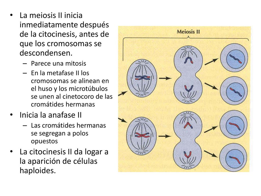 La citocinesis II da logar a la aparición de células haploides.