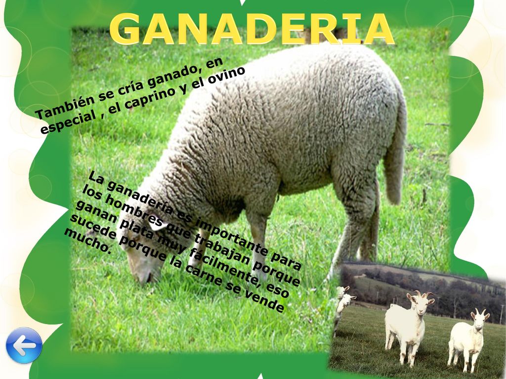 GANADERIA También se cría ganado, en especial , el caprino y el ovino.