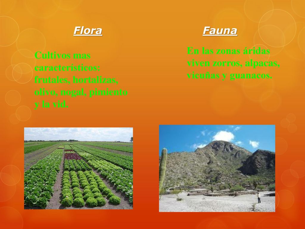 Flora Fauna. En las zonas áridas viven zorros, alpacas, vicuñas y guanacos.