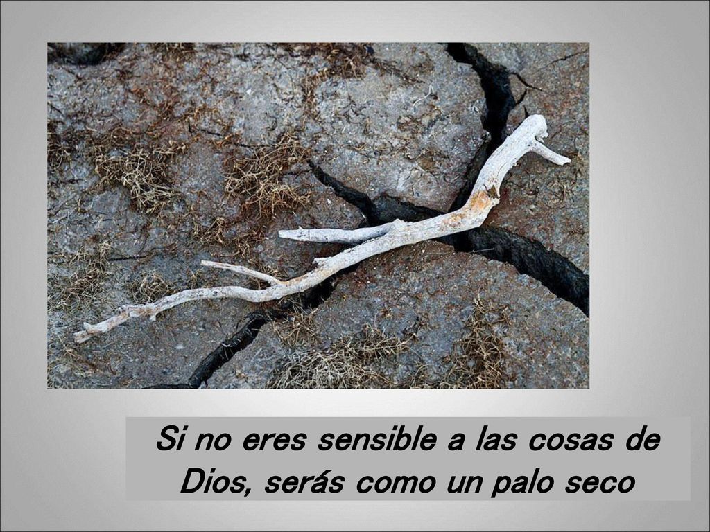 Si no eres sensible a las cosas de Dios, serás como un palo seco