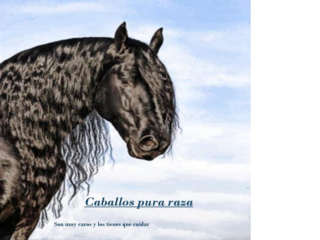 Caballos pura raza Son muy caros y los tienes que cuidar