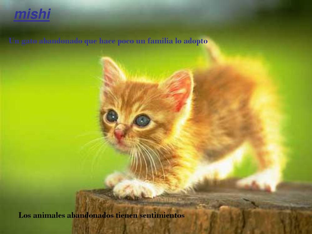 mishi Un gato abandonado que hace poco un familia lo adopto