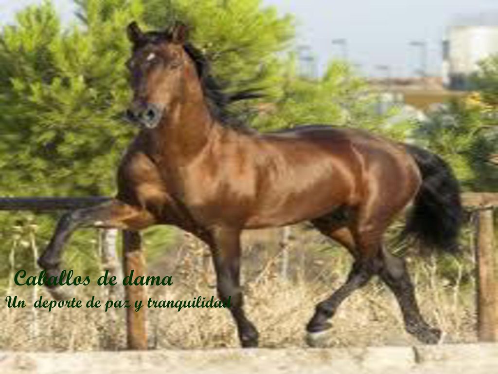 Caballos de dama Un deporte de paz y tranquilidad