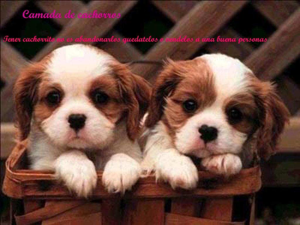 Camada de cachorros Tener cachorrito no es abandonarlos quedatelos o vendelos a una buena personas