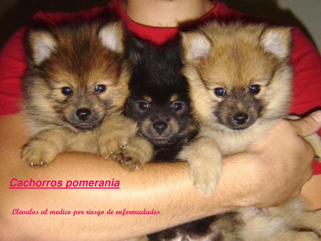 Cachorros pomerania Llevalos al medico por riesgo de enfermadades