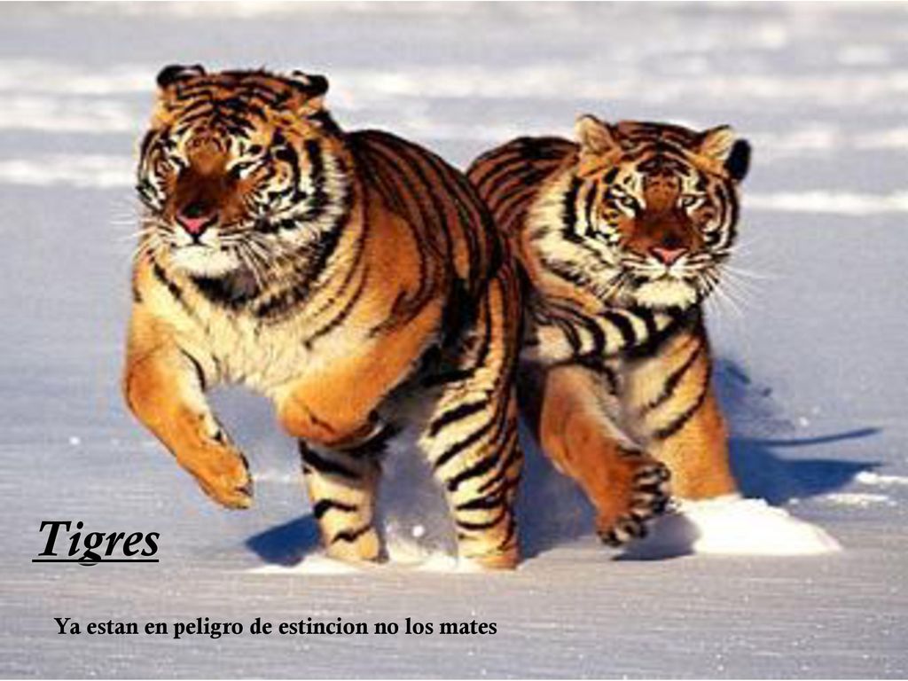 Tigres Ya estan en peligro de estincion no los mates