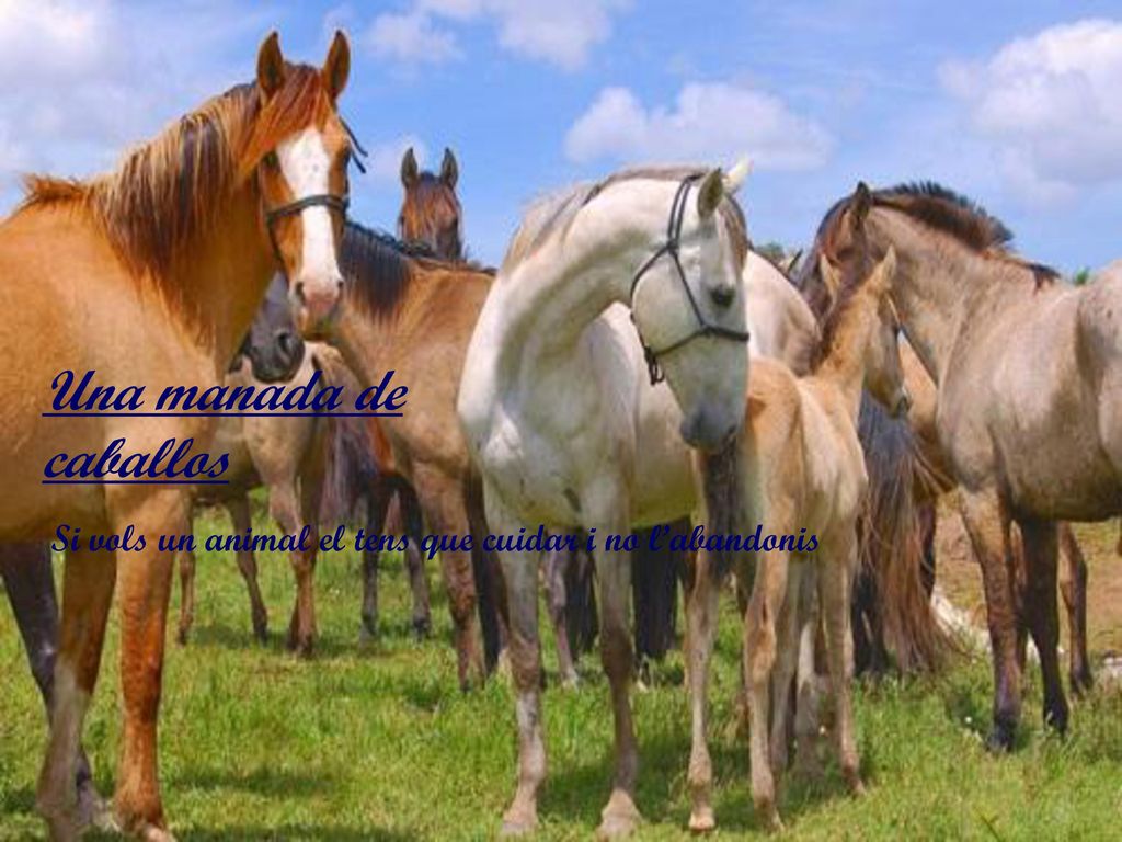 Una manada de caballos Si vols un animal el tens que cuidar i no l’abandonis
