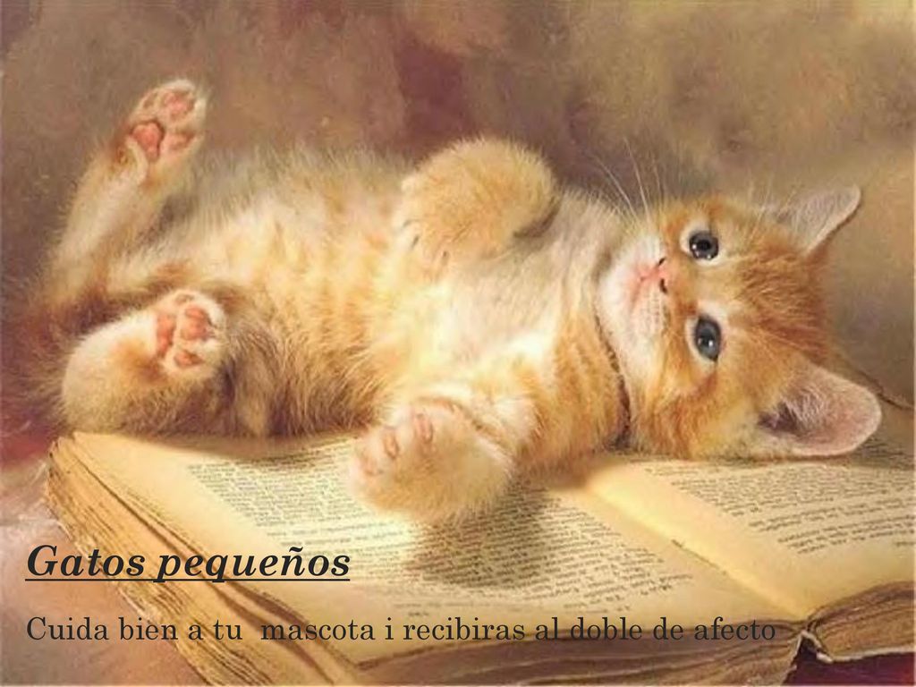 Gatos pequeños Cuida bien a tu mascota i recibiras al doble de afecto