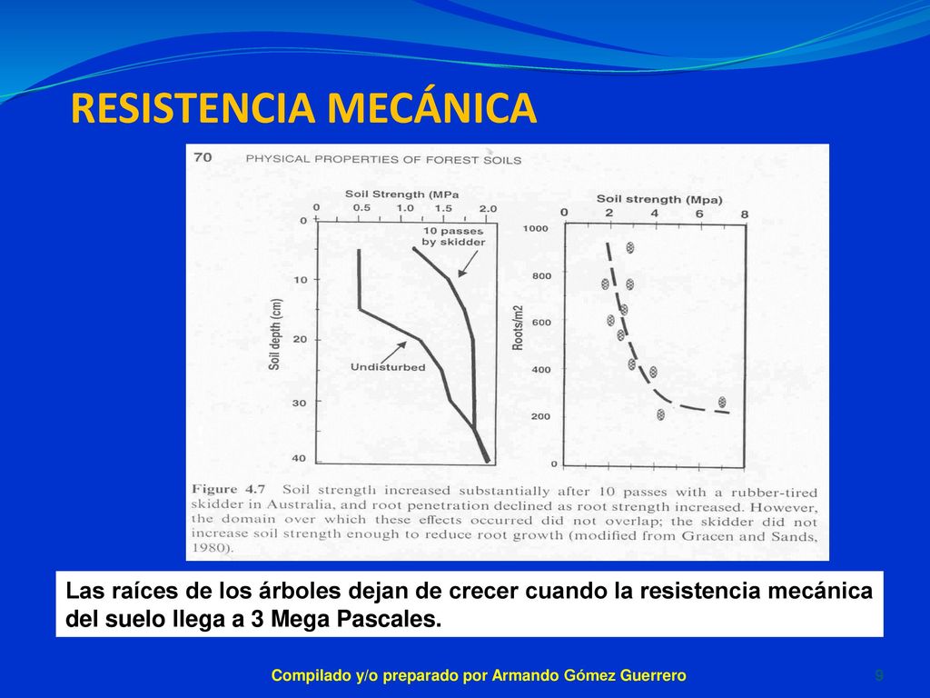 Resistencia mecánica Las raíces de los árboles dejan de crecer cuando la resistencia mecánica del suelo llega a 3 Mega Pascales.