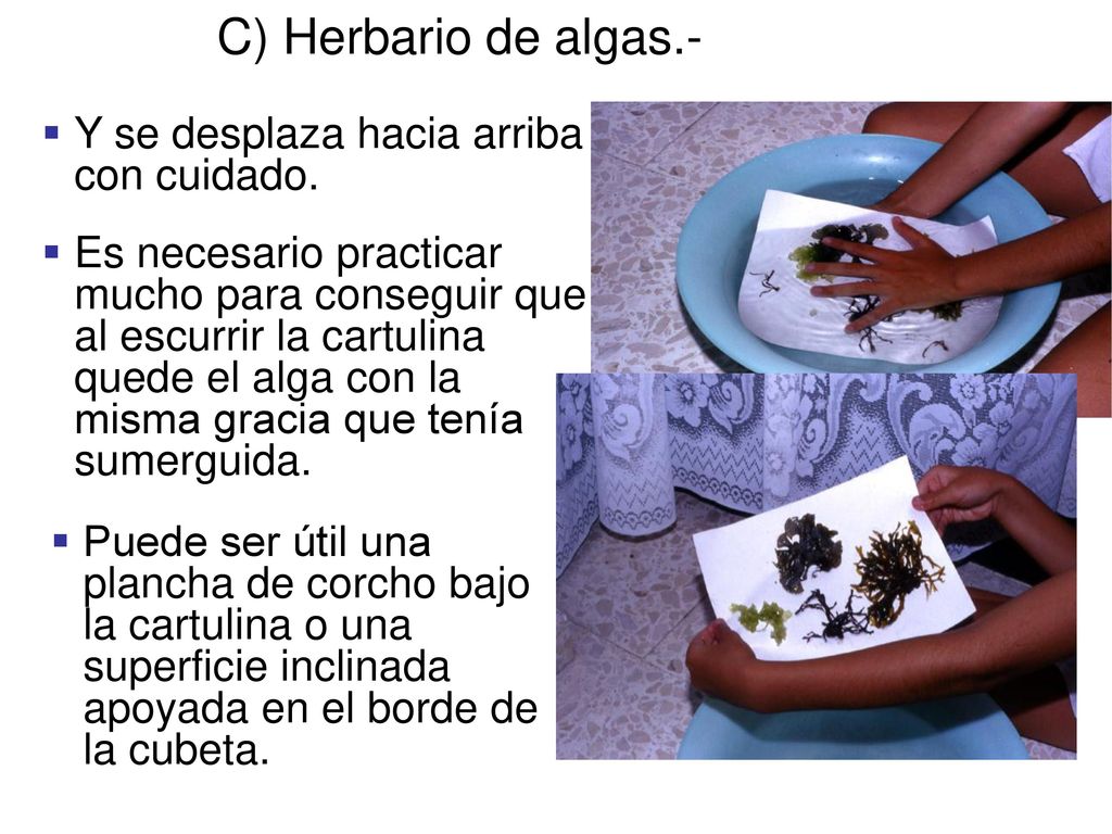 C) Herbario de algas.- Y se desplaza hacia arriba con cuidado.