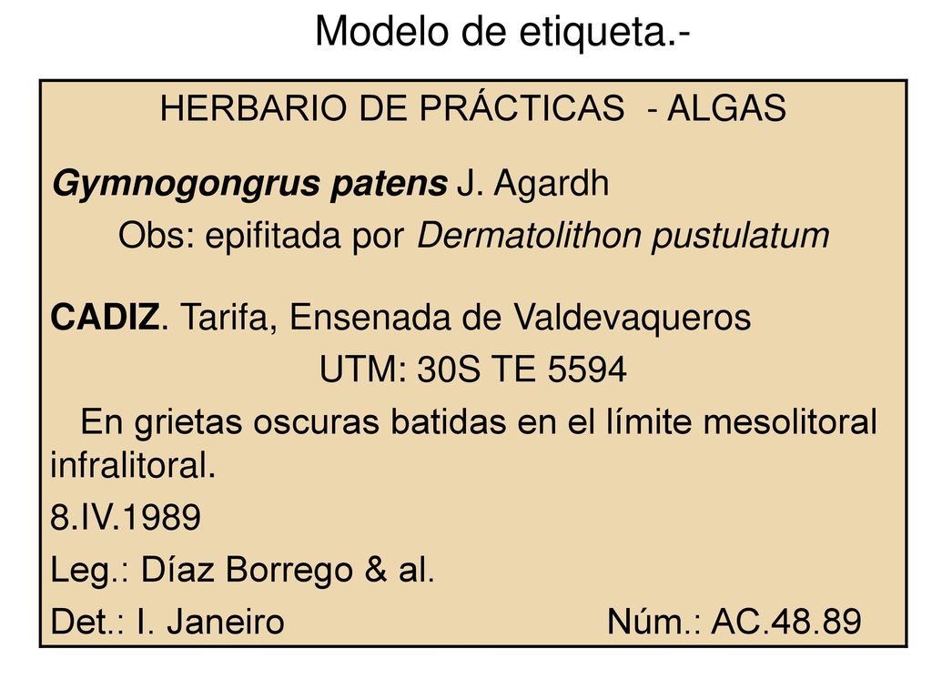 Modelo de etiqueta.- HERBARIO DE PRÁCTICAS - ALGAS