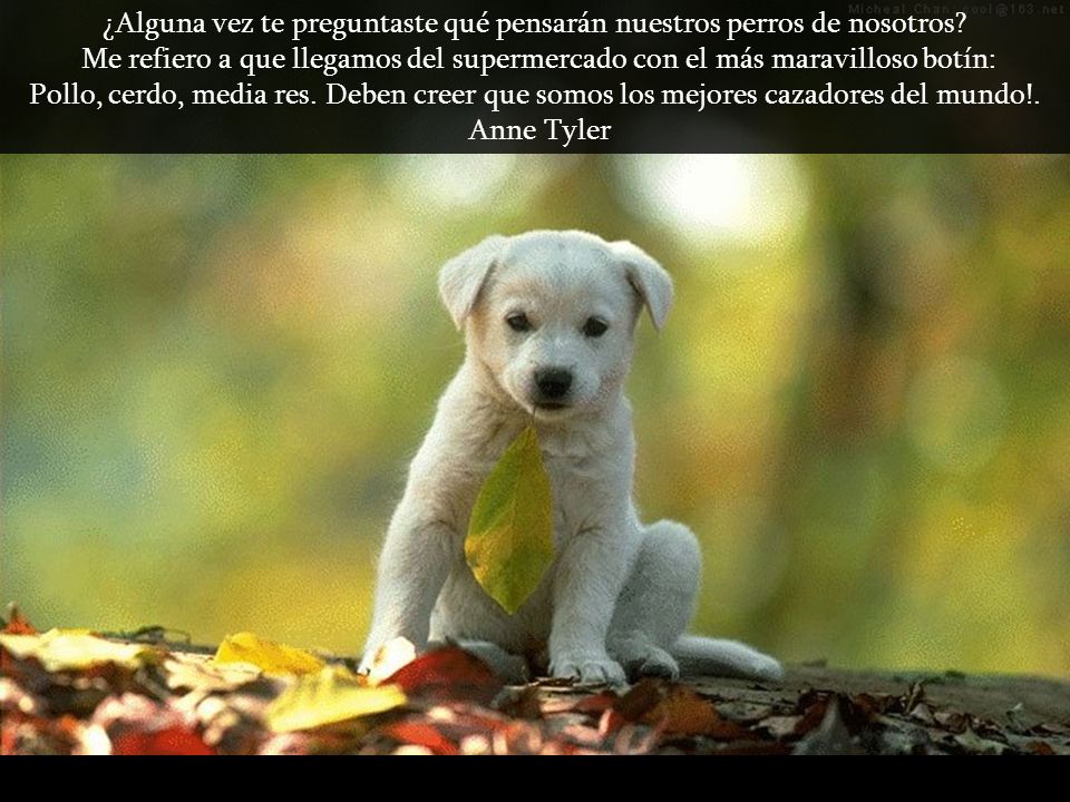 ¿Alguna vez te preguntaste qué pensarán nuestros perros de nosotros