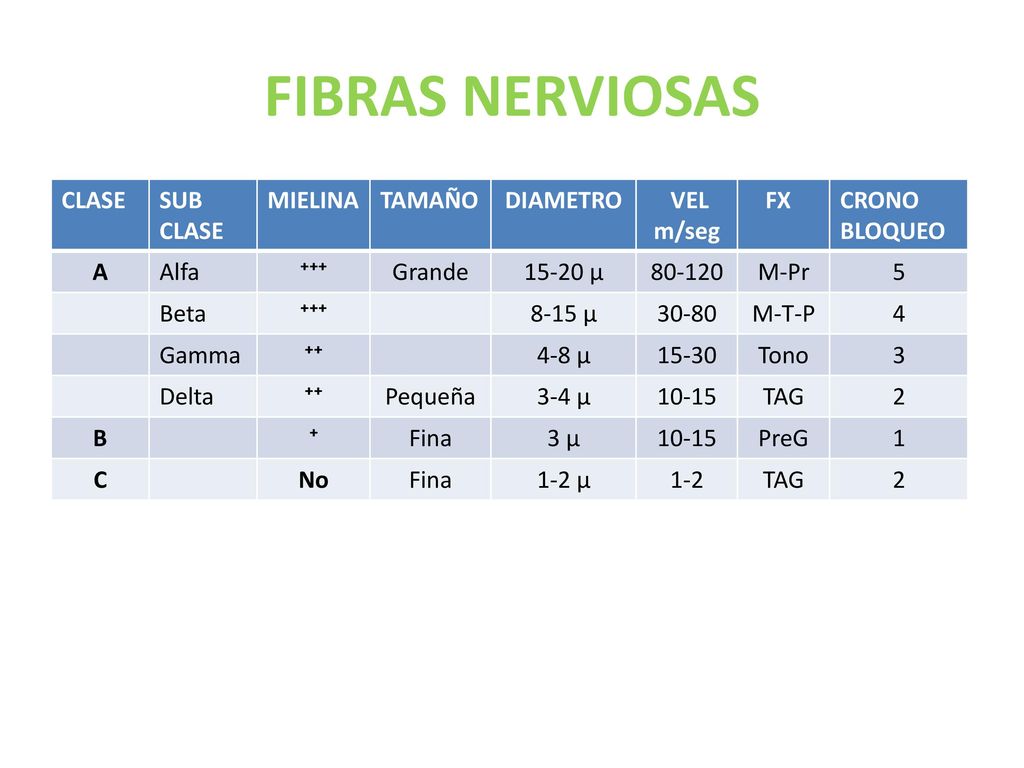 FIBRAS NERVIOSAS CLASE SUB MIELINA TAMAÑO DIAMETRO VEL m/seg FX CRONO