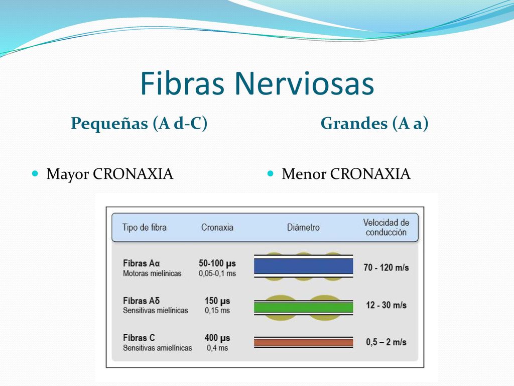 Fibras Nerviosas Pequeñas (A d-C) Grandes (A a) Mayor CRONAXIA