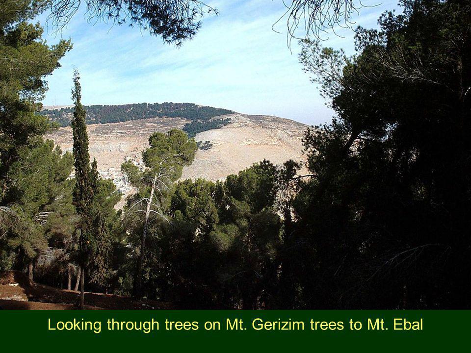 Looking through trees on Mt. Gerizim trees to Mt. Ebal