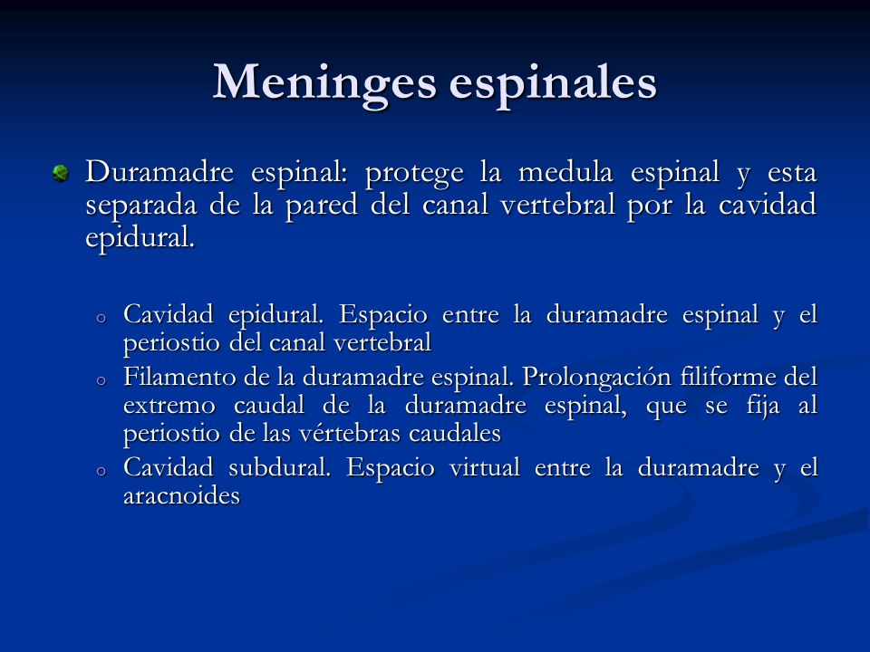 Meninges espinales Duramadre espinal: protege la medula espinal y esta separada de la pared del canal vertebral por la cavidad epidural.