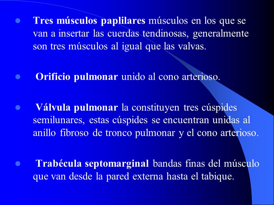 Tres músculos paplilares músculos en los que se van a insertar las cuerdas tendinosas, generalmente son tres músculos al igual que las valvas.