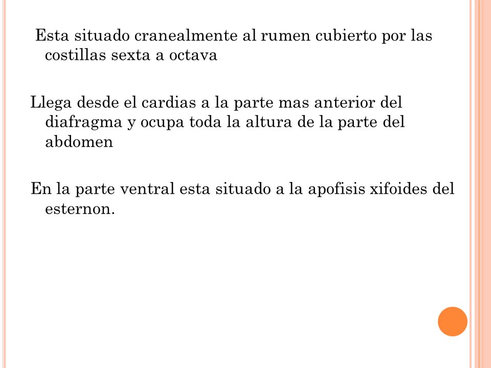 Esta situado cranealmente al rumen cubierto por las costillas sexta a octava Llega desde el cardias a la parte mas anterior del diafragma y ocupa toda la altura de la parte del abdomen En la parte ventral esta situado a la apofisis xifoides del esternon.