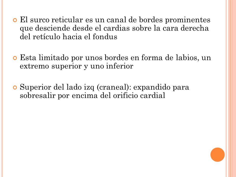 El surco reticular es un canal de bordes prominentes que desciende desde el cardias sobre la cara derecha del retículo hacia el fondus
