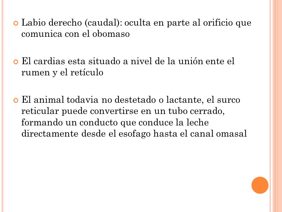 Labio derecho (caudal): oculta en parte al orificio que comunica con el obomaso