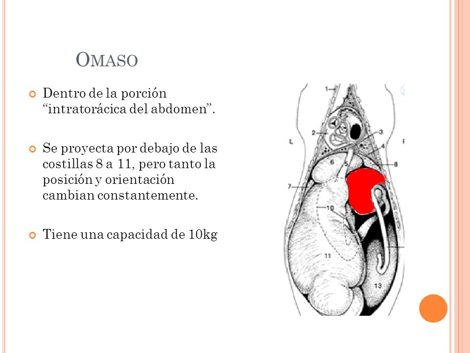 Omaso Dentro de la porción intratorácica del abdomen .