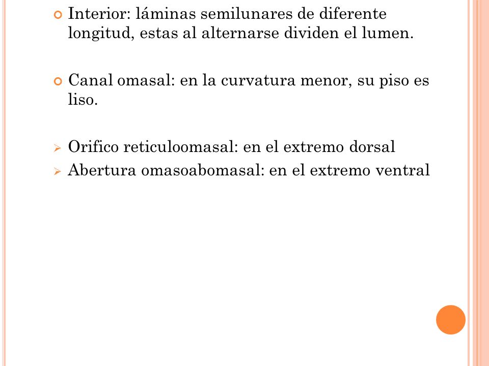 Interior: láminas semilunares de diferente longitud, estas al alternarse dividen el lumen.