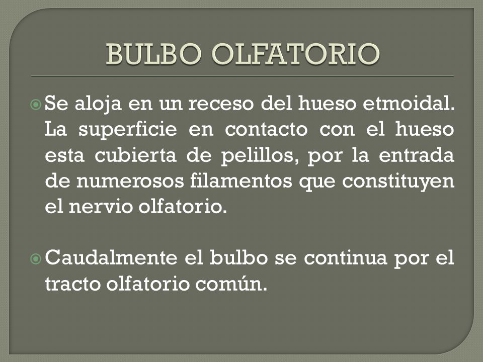 BULBO OLFATORIO