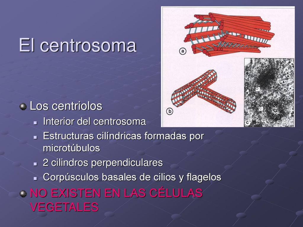 El centrosoma Los centriolos NO EXISTEN EN LAS CÉLULAS VEGETALES