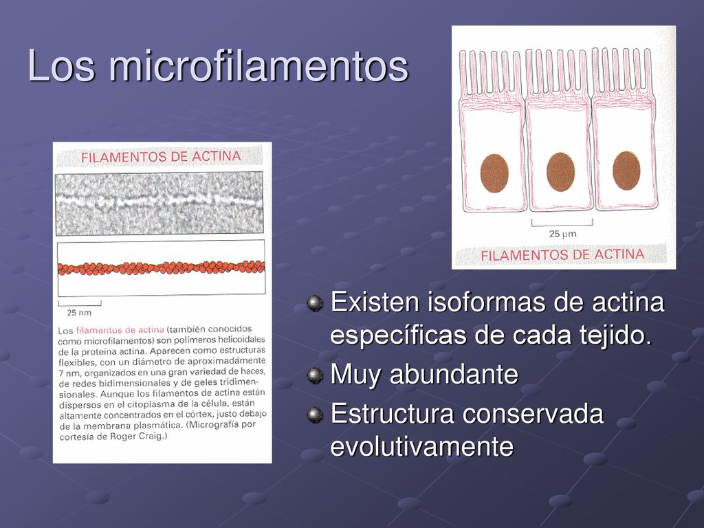 Los microfilamentos Existen isoformas de actina específicas de cada tejido.