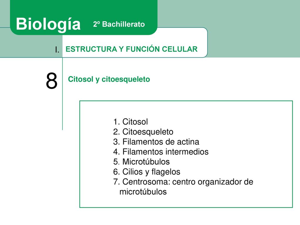 8 Biología I. 1. Citosol 2. Citoesqueleto 3. Filamentos de actina