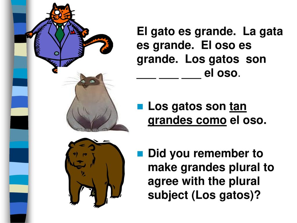 El gato es grande. La gata es grande. El oso es grande
