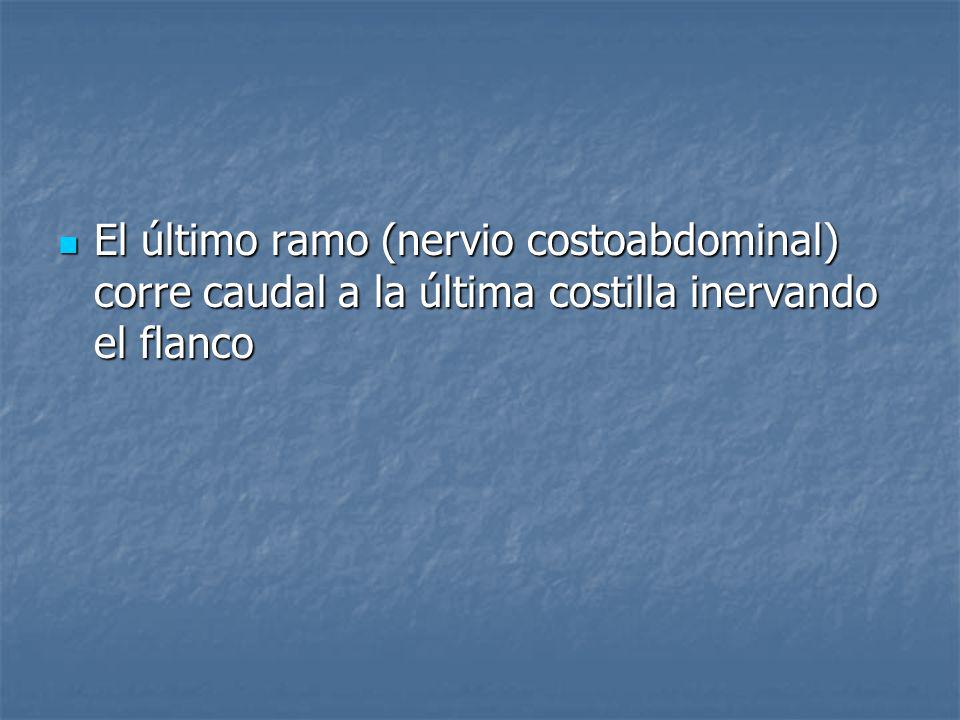 El último ramo (nervio costoabdominal) corre caudal a la última costilla inervando el flanco
