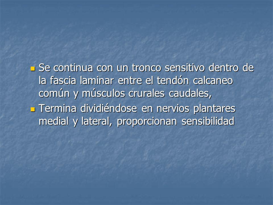 Se continua con un tronco sensitivo dentro de la fascia laminar entre el tendón calcaneo común y músculos crurales caudales,