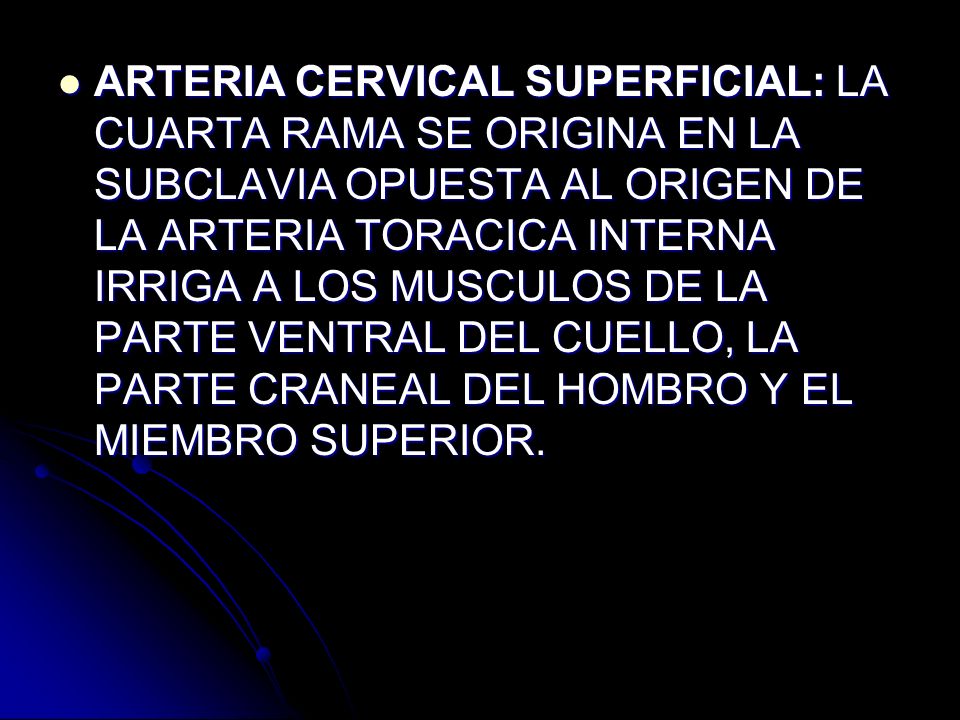 ARTERIA CERVICAL SUPERFICIAL: LA CUARTA RAMA SE ORIGINA EN LA SUBCLAVIA OPUESTA AL ORIGEN DE LA ARTERIA TORACICA INTERNA IRRIGA A LOS MUSCULOS DE LA PARTE VENTRAL DEL CUELLO, LA PARTE CRANEAL DEL HOMBRO Y EL MIEMBRO SUPERIOR.