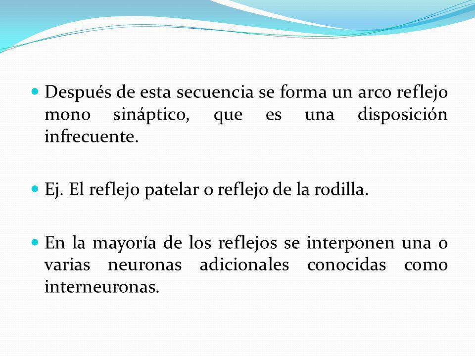Después de esta secuencia se forma un arco reflejo mono sináptico, que es una disposición infrecuente.