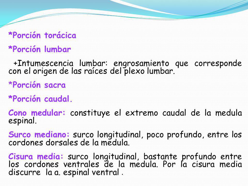 *Porción torácica *Porción lumbar. +Intumescencia lumbar: engrosamiento que corresponde con el origen de las raíces del plexo lumbar.
