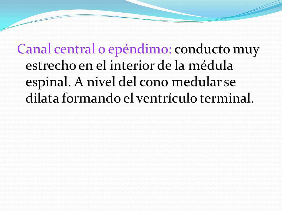 Canal central o epéndimo: conducto muy estrecho en el interior de la médula espinal.