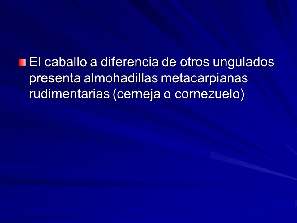 El caballo a diferencia de otros ungulados presenta almohadillas metacarpianas rudimentarias (cerneja o cornezuelo)