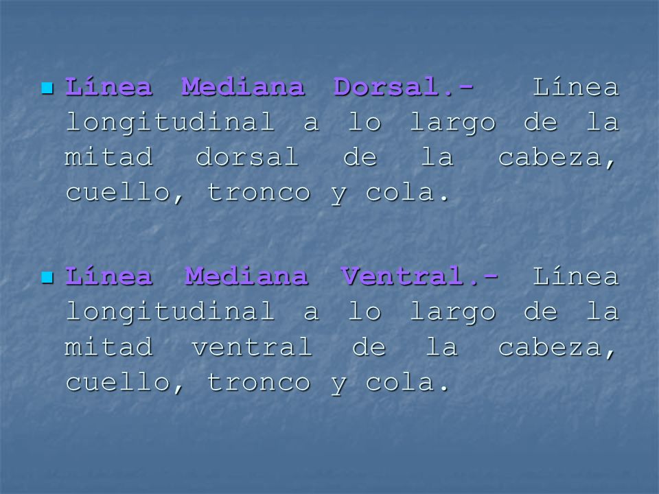 Línea Mediana Dorsal.- Línea longitudinal a lo largo de la mitad dorsal de la cabeza, cuello, tronco y cola.