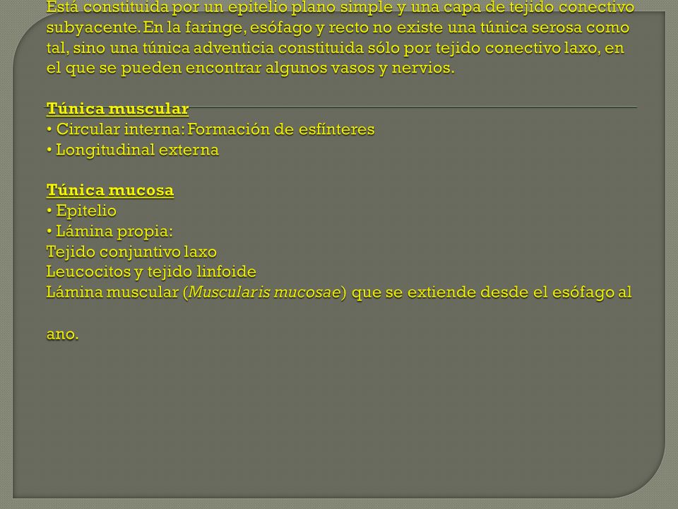 Túnica serosa Está constituida por un epitelio plano simple y una capa de tejido conectivo subyacente.