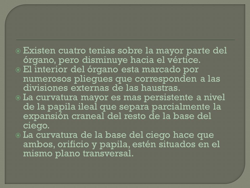 Existen cuatro tenias sobre la mayor parte del órgano, pero disminuye hacia el vértice.