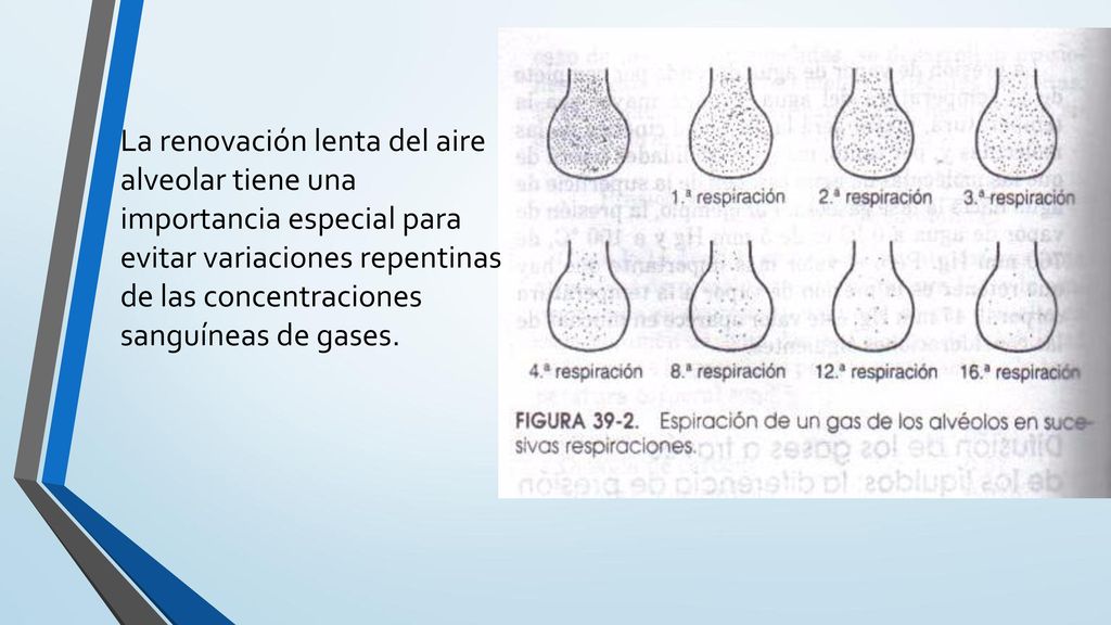 La renovación lenta del aire alveolar tiene una importancia especial para evitar variaciones repentinas de las concentraciones sanguíneas de gases.