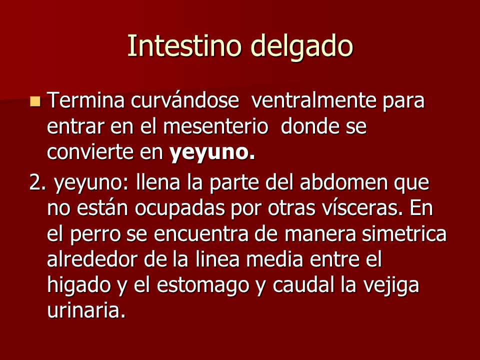 Intestino delgado Termina curvándose ventralmente para entrar en el mesenterio donde se convierte en yeyuno.