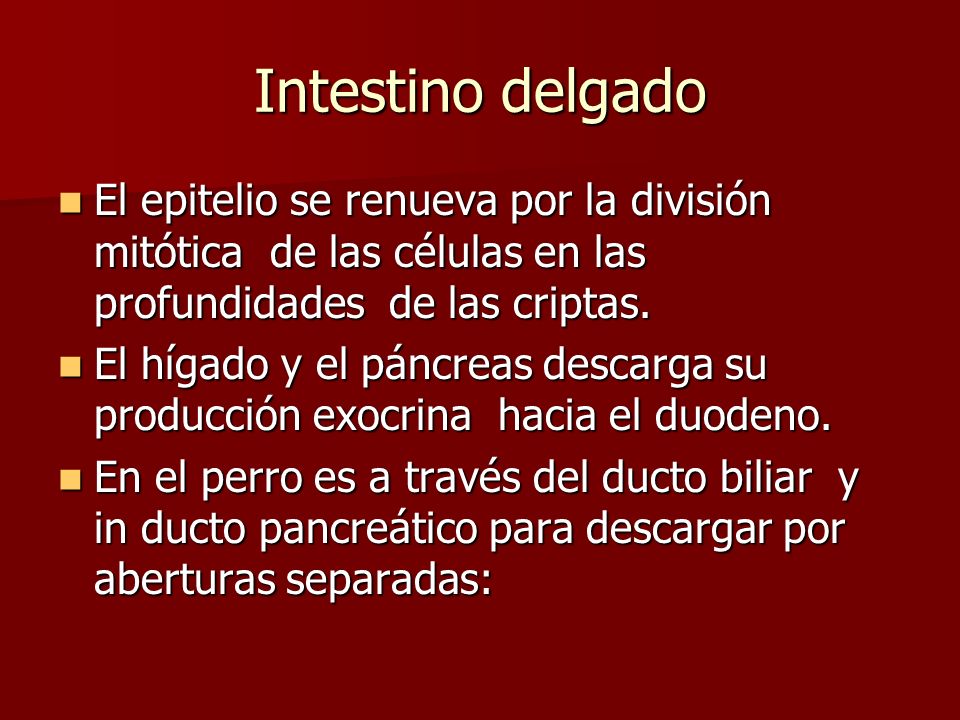 Intestino delgado El epitelio se renueva por la división mitótica de las células en las profundidades de las criptas.